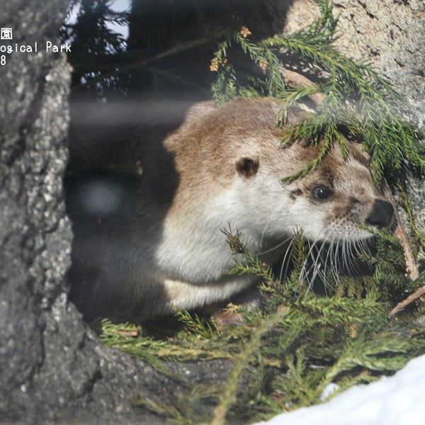 盛岡市動物公園 カナダカワウソ舎 Exhibit 盛岡市動物公園 カナダカワウソ舎 Exhibit
