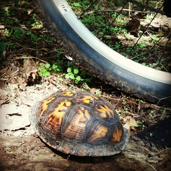shutes branch mountain bike trail
