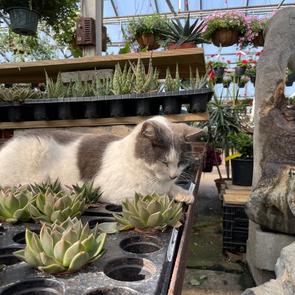 Kane's Flower World Rt 114