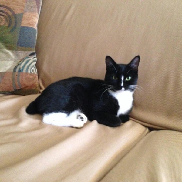 lucky paws coronado center