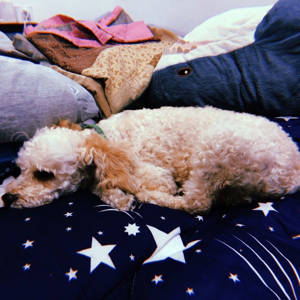 Groom De Pet - Cheras - No173-1, Jalan Lancang, Taman Sri Bahtera