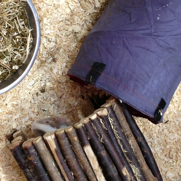 Pets At Home Pet Store In Norwich