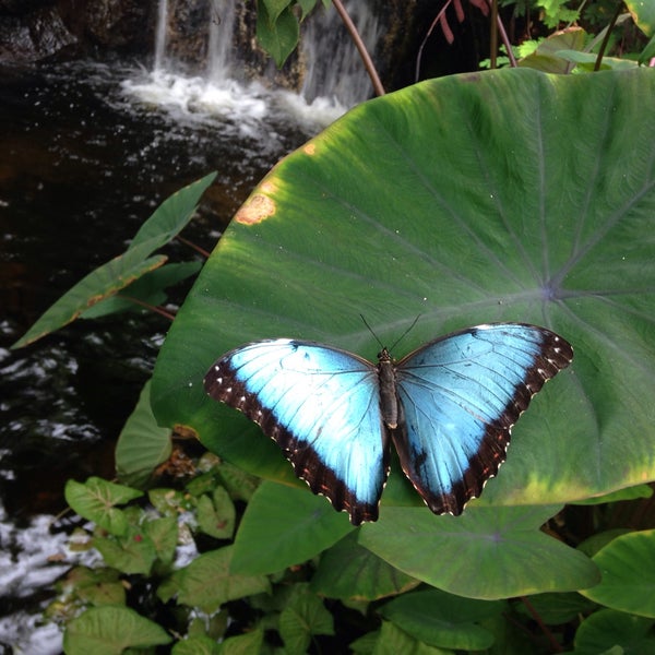 7/19/2015 tarihinde Cassi D.ziyaretçi tarafından Butterfly House at Faust County Park'de çekilen fotoğraf