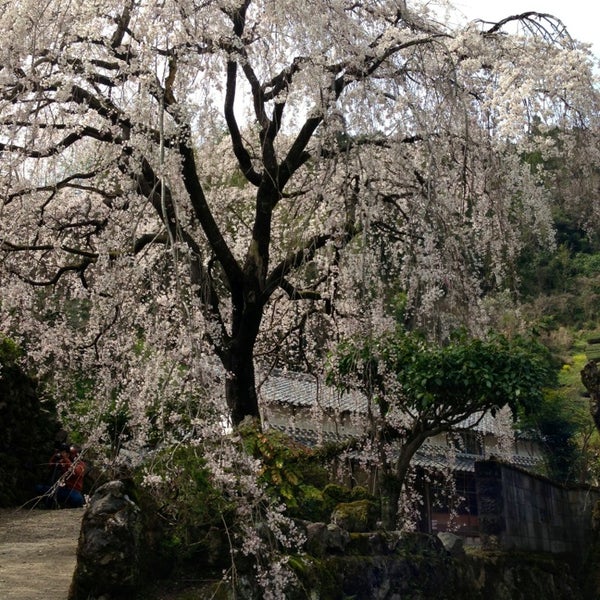Photos At 市川家のしだれ桜 仁淀川町別枝
