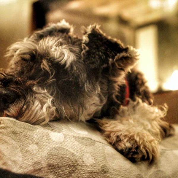 hafen miniature schnauzers