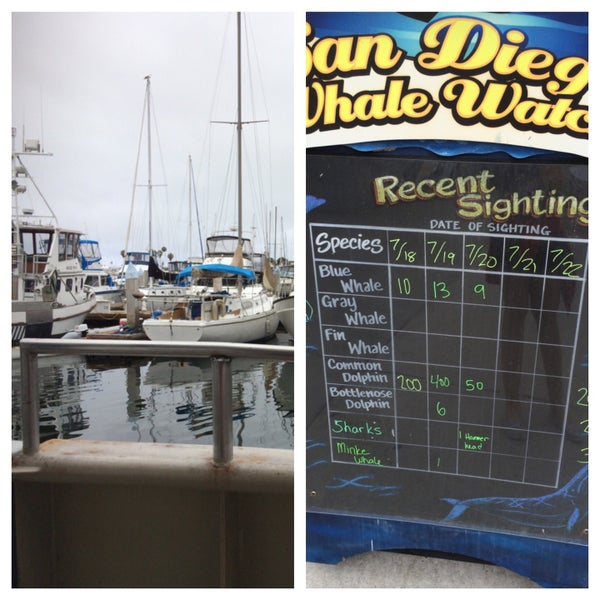 7/21/2015 tarihinde Martina C.ziyaretçi tarafından San Diego Whale Watch'de çekilen fotoğraf