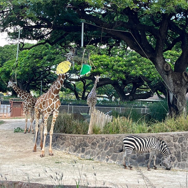 Photo taken at Honolulu Zoo by Dániel F. on 12/14/2021