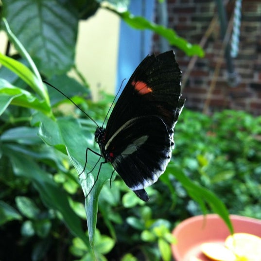 Butterfly Garden at the Museum of Science, Boston East Cambridge 5 tips