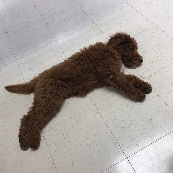 franklin falls animal clinic