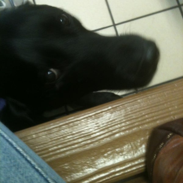 1/19/2013にJess M.がBrykerwood Veterinary Clinicで撮った写真