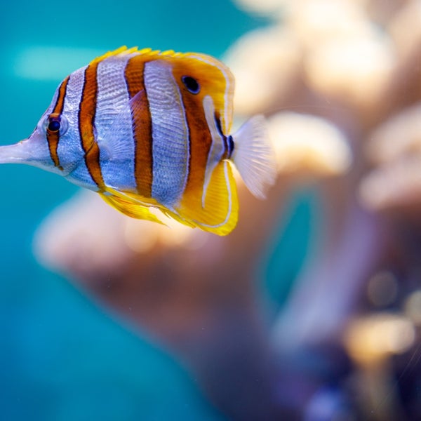 Das Foto wurde bei Waikiki Aquarium von Shelly A. am 2/11/2022 aufgenommen