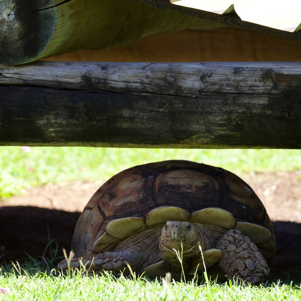 Снимок сделан в Honolulu Zoo пользователем Shelly A. 2/4/2022