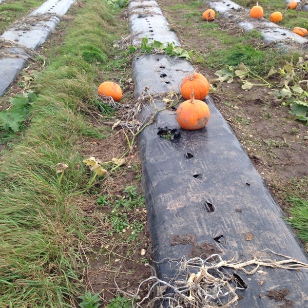 Cat And Fiddle Strawberry Fields Strawberry Picking