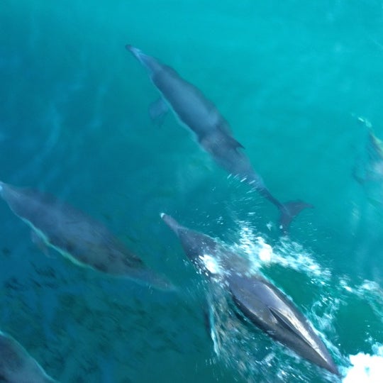 11/18/2012 tarihinde Lissa B.ziyaretçi tarafından San Diego Whale Watch'de çekilen fotoğraf