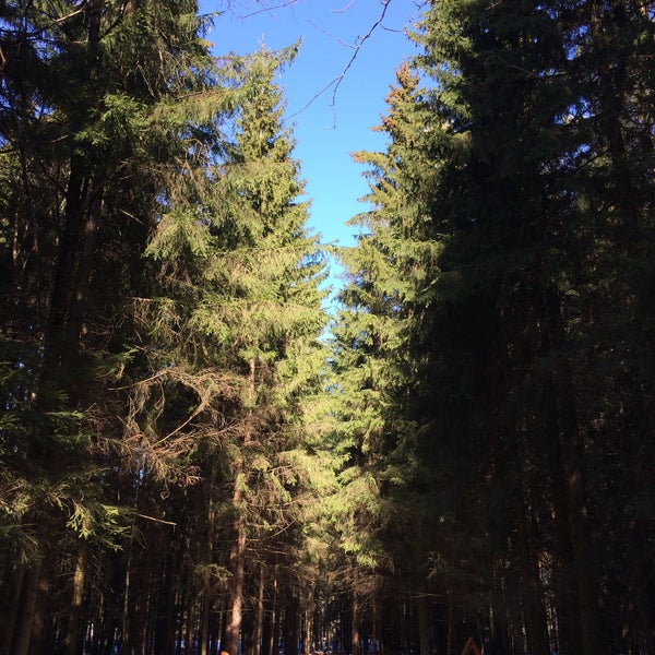 леса мкр. парк в северном чита. микрорайон лесной звенигород д. леса мкр. пасовский лес.