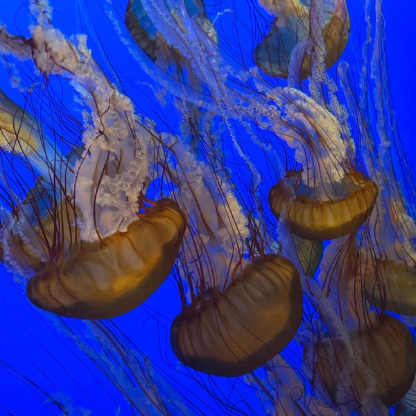 Das Foto wurde bei Monterey Bay Aquarium von Wally P. am 8/30/2023 aufgenommen