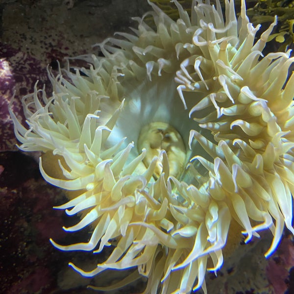 Foto diambil di Monterey Bay Aquarium oleh Wally P. pada 8/30/2023