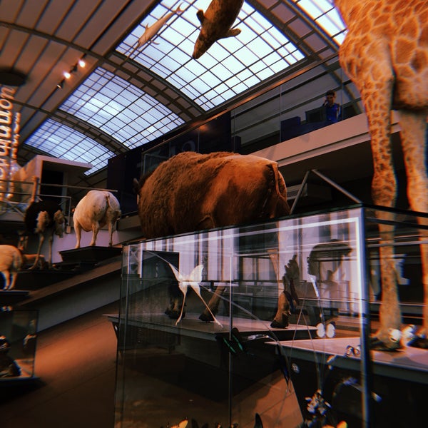 Снимок сделан в Museum voor Natuurwetenschappen / Muséum des Sciences naturelles пользователем Liv 4/23/2019