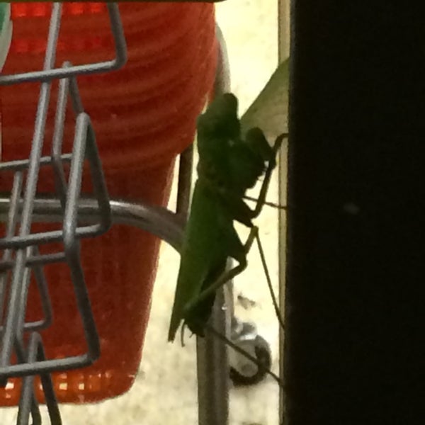 Photos At セブンイレブン 板橋西徳店 徳丸1 17 14