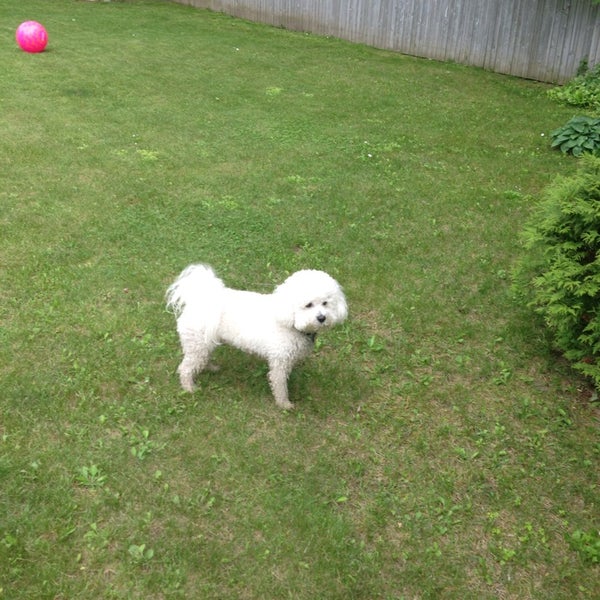 little traverse bay humane society