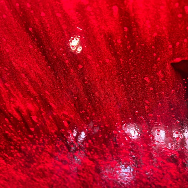 Pink Elephant Splash and Dash Car Wash Car Wash and Detail in Taku