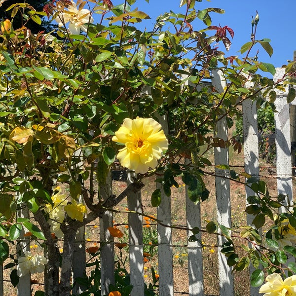 Point Reyes Vineyard Inn and Winery 1 tip from 128 visitors