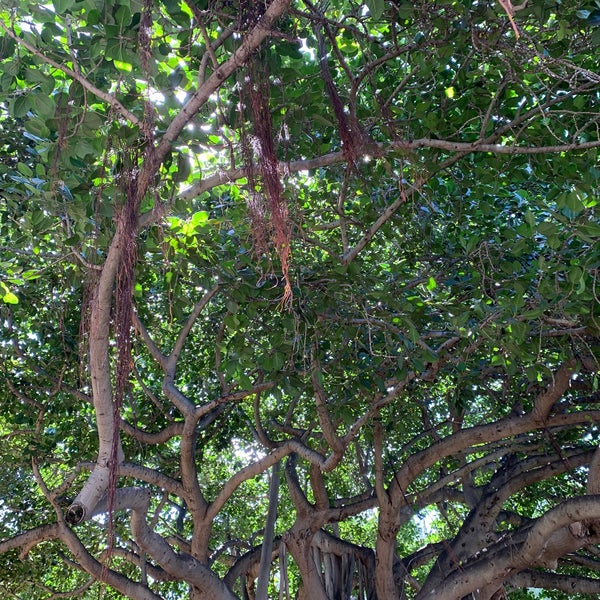 Diamond Head 5 tips from 2253 visitors