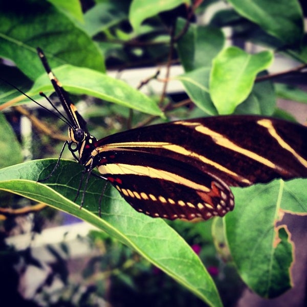 MOSI BioWorks Butterfly Garden Tampa, FL