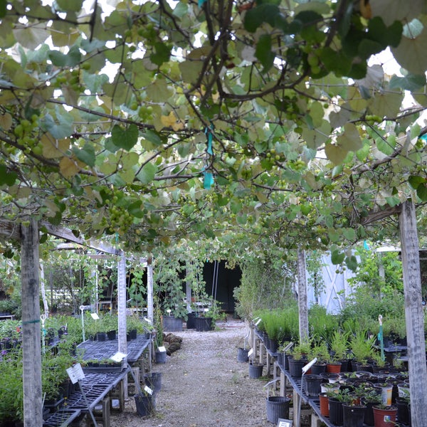 Florida Native Plants Nursery &amp; Landscaping Sarasota, FL