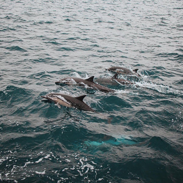 Photo taken at San Diego Whale Watch by Alex S. on 10/15/2022