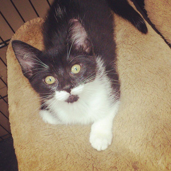 Pet Valu Kensington Market 3 tips