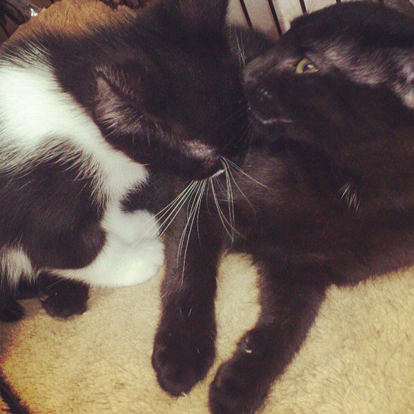 Pet Valu Kensington Market 3 tips