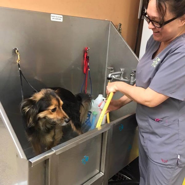 dog's best friend southern pines