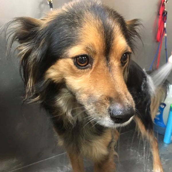 dog's best friend southern pines