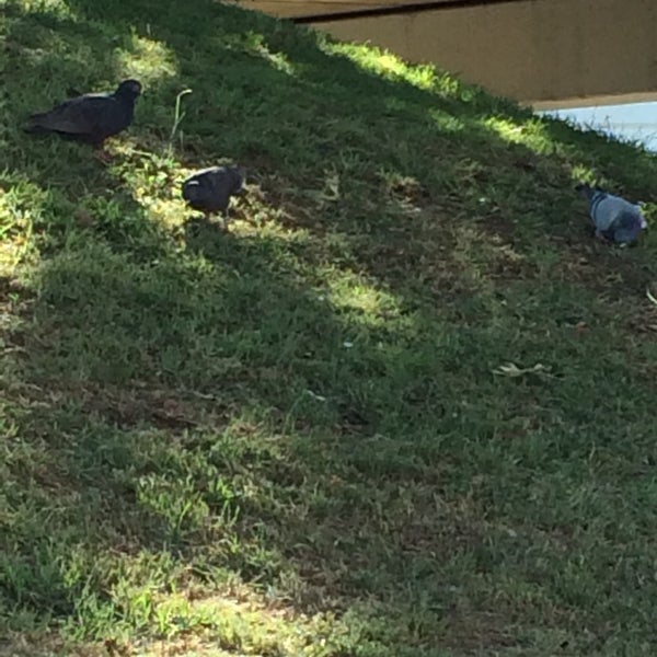 Tractor Supply Co. Hardware Store in Ennis