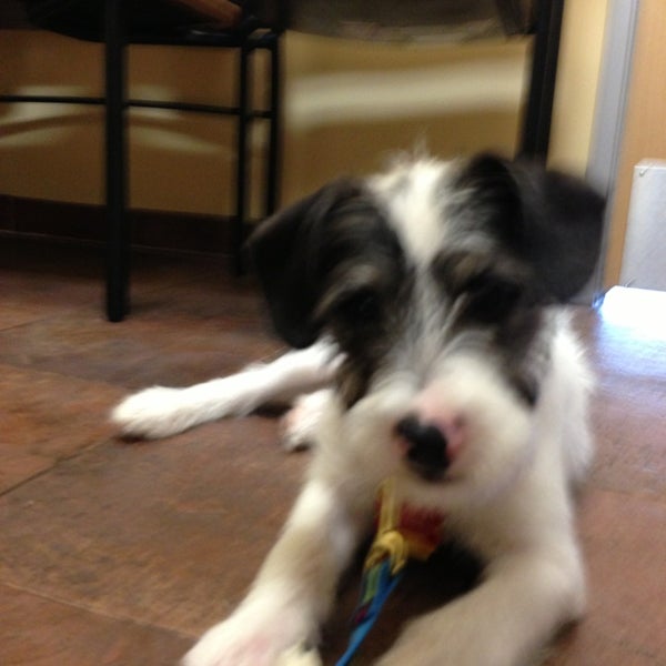 Vca rock creek animal hospital sale