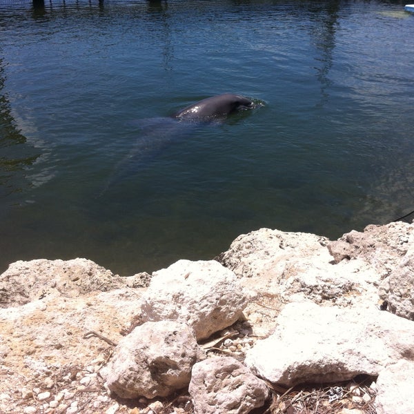 Photo taken at Dolphin Research Center by Lucas C. on 4/19/2013