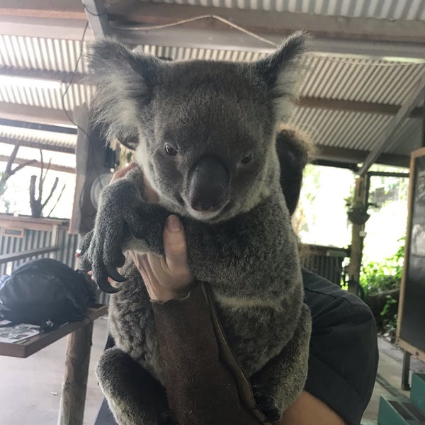 Photo taken at Kuranda Koala Gardens by あ ぎ. on 2/13/2019