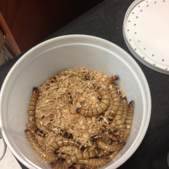 petsmart mealworms