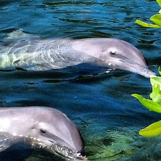 Photo taken at Dolphin Research Center by Stacey S. on 10/3/2012