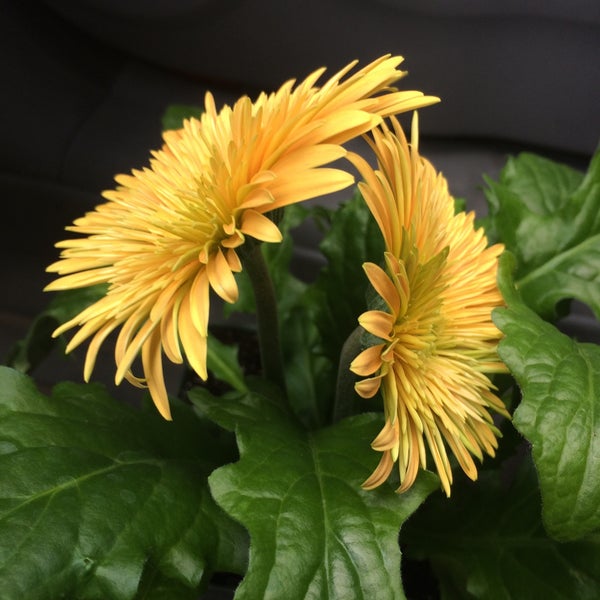 Hadley Garden Center Garden Center