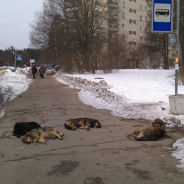 Магазин Дикси Сосновый Бор – Telegraph