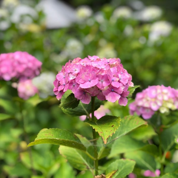 Photos At 実谷山 極楽寺 あじさい寺 Buddhist Temple In 周智郡森町