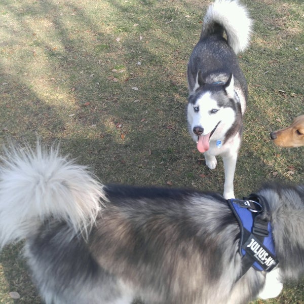 Barkham at Markham Park Dog Park in Weston