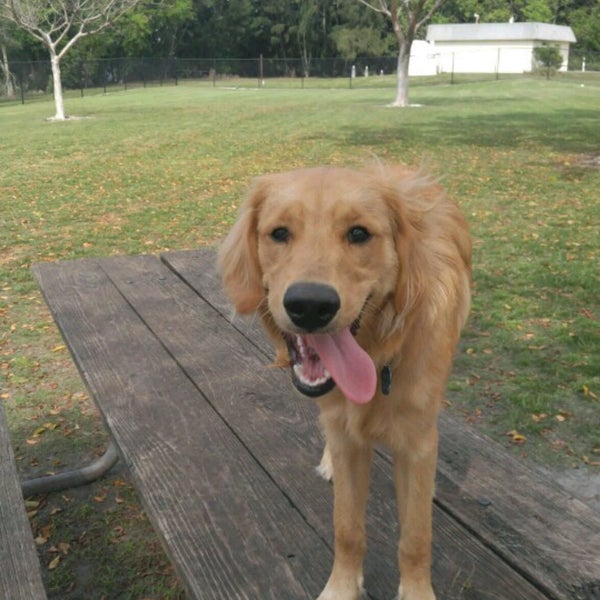 Barkham at Markham Park Dog Park in Weston