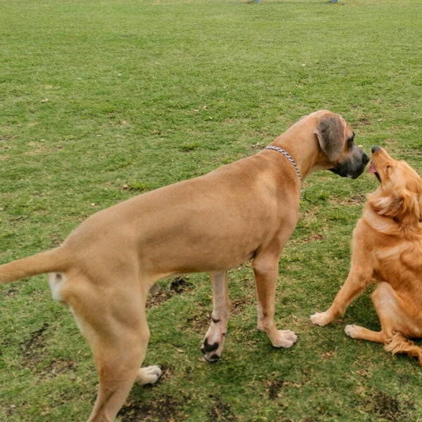 Barkham at Markham Park Dog Park in Weston