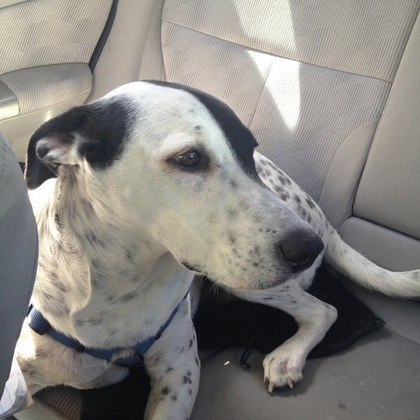 Westside Veterinary Clinic Flagstaff, AZ