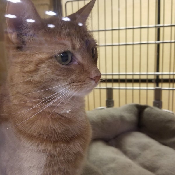 PetSmart 3 tips from 672 visitors