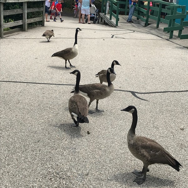 Playground Capron Park Attleboro, MA