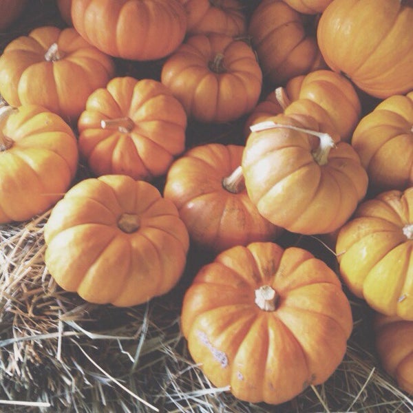 Farm Patch Bryan, TX